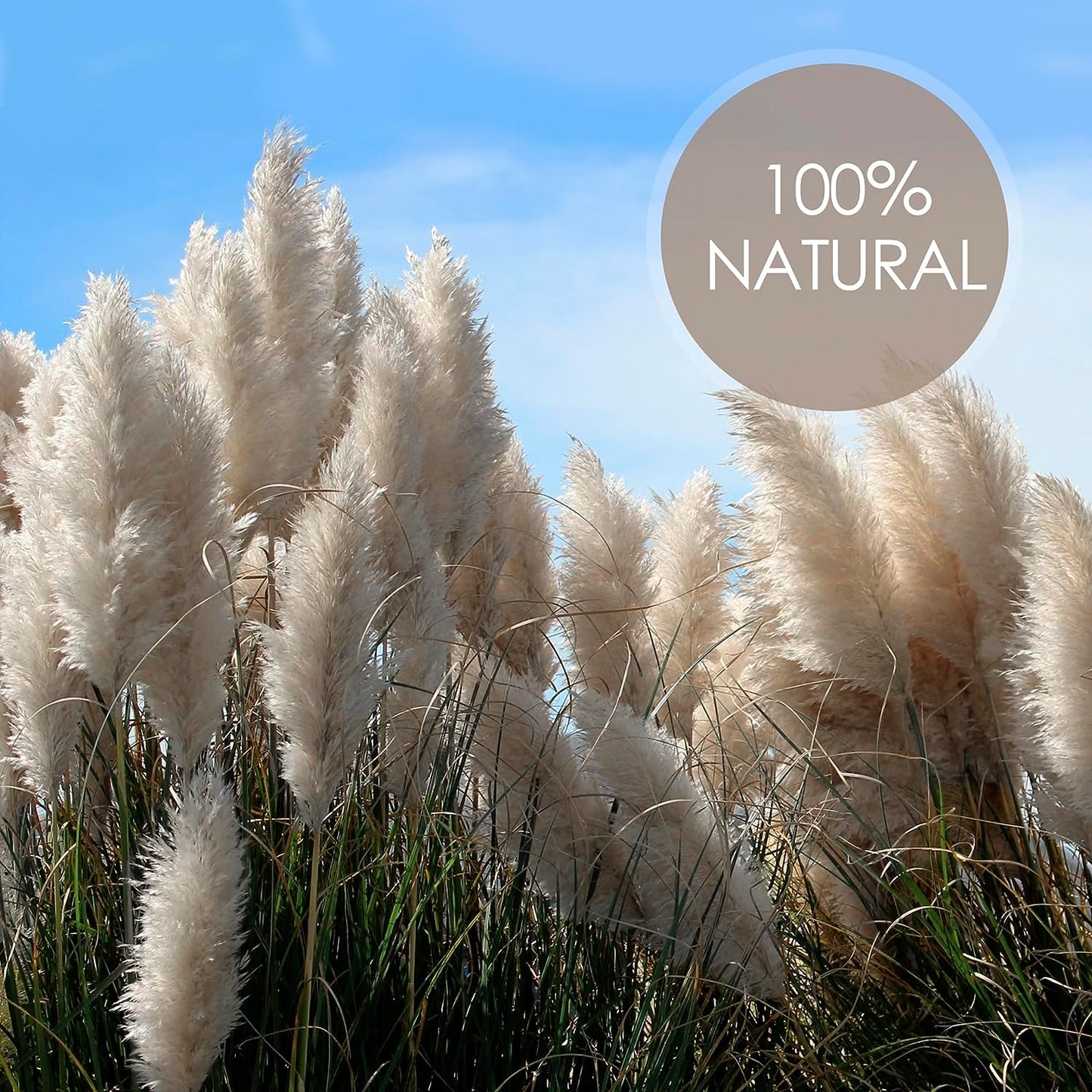 7Pcs 40'' White Natural Dried Pampas Grass - Elegant Fluffy Pampas Grass for Floor Vase - White Pampas Grass Decor Tall - Boho Wedding Decor - Boho Home Decor Dried Flowers